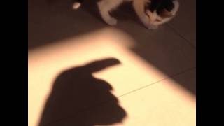 Meow : When kitten meets hand shadow