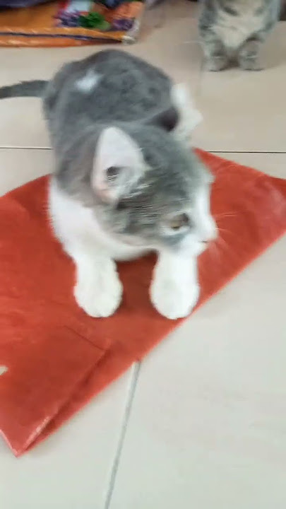 cat look jy4r uc iyo kk