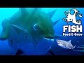 Feed and Grow Fish Gameplay German - Kugelfisch OVER 9000