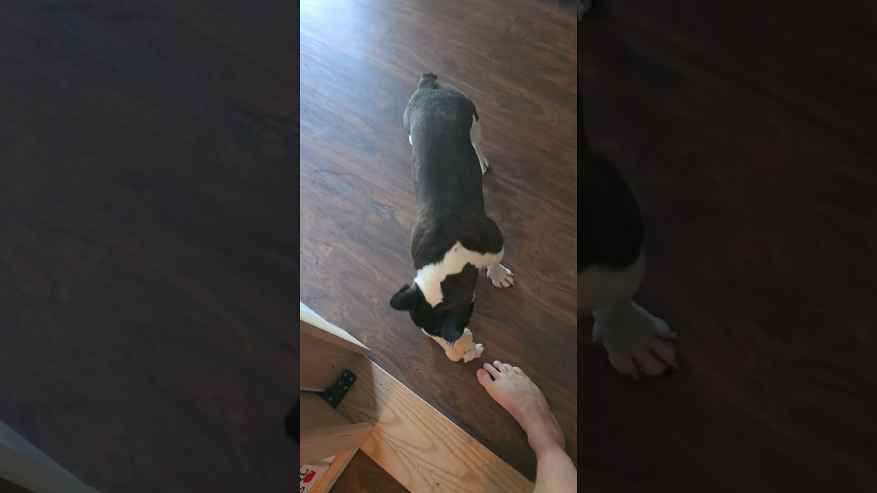 Baron, The hurricane #frenchbulldog #frenchie #ivdd #love