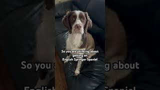 So you want an English Springer Spaniel?  #dog #doglover #dogshorts #cutepets