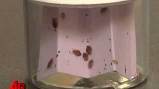 Bedbugs Head to Chicago for Summit