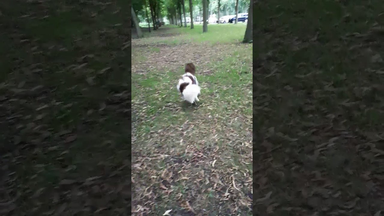 camera iphone 8 plus apk 27 juli 2017