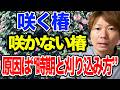 &ldquo;花が咲かない椿&rdquo;はこうしてできる!剪定時期の落とし穴