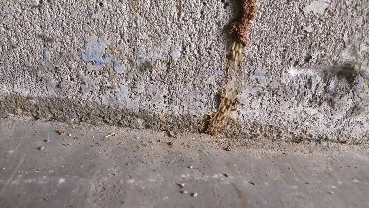 active termite tunnel YouTube