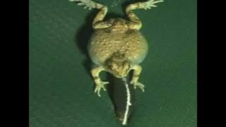 Robotic frogs: male tungara frogs calling female frogs