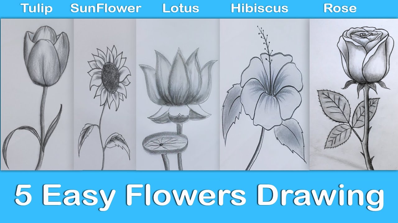 60+ Easy Flower Drawings with Step-by-Step Tutorials