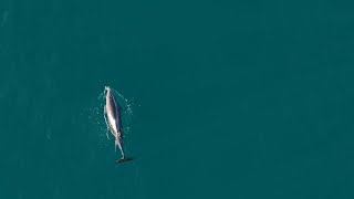 Mollymook NSW 2026 (dolphin sightings)