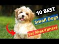 10 Small Dog Breeds that are Best for First-Time Owners 🐶😍