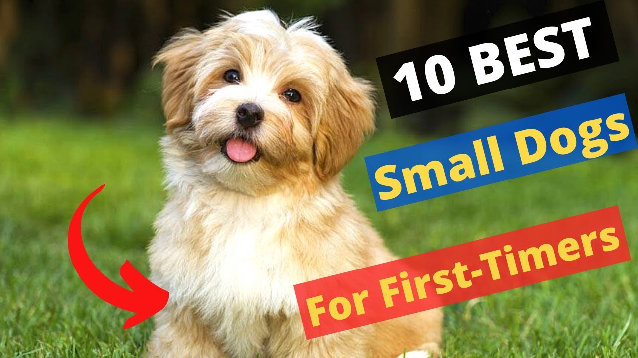 what is the best small dog to have as a pet