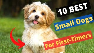 10 Small Dog Breeds that are Best for First-Time Owners 🐶😍