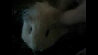 Petting with Steinbolt.