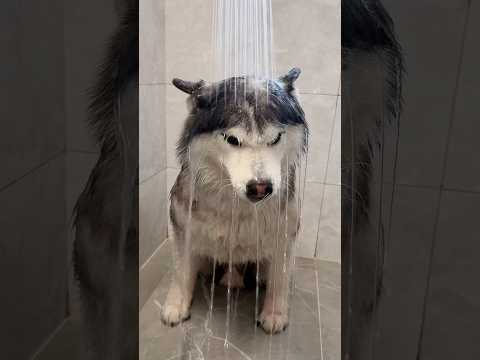 ¡Vamos a bañar al perrito!