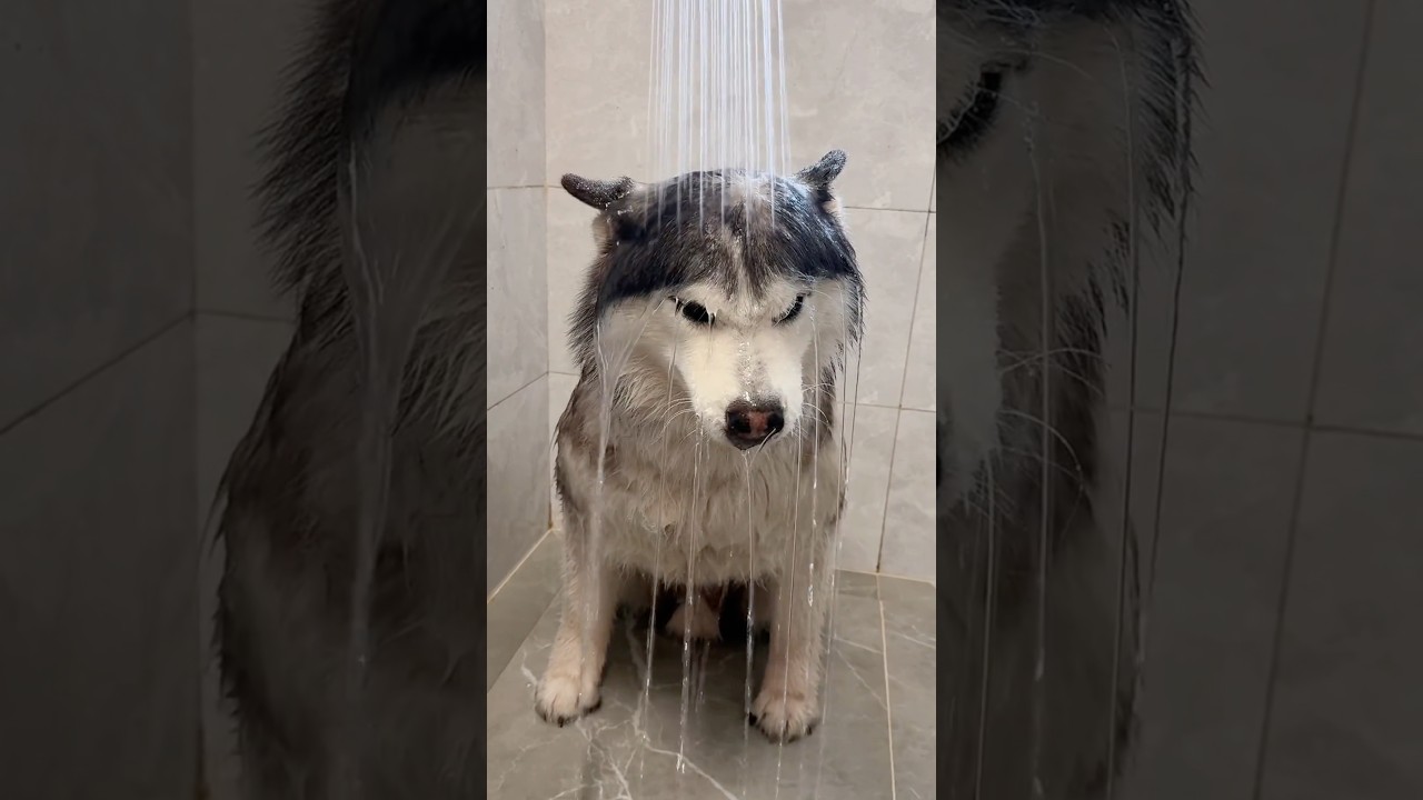 ¡Vamos a bañar al perrito!