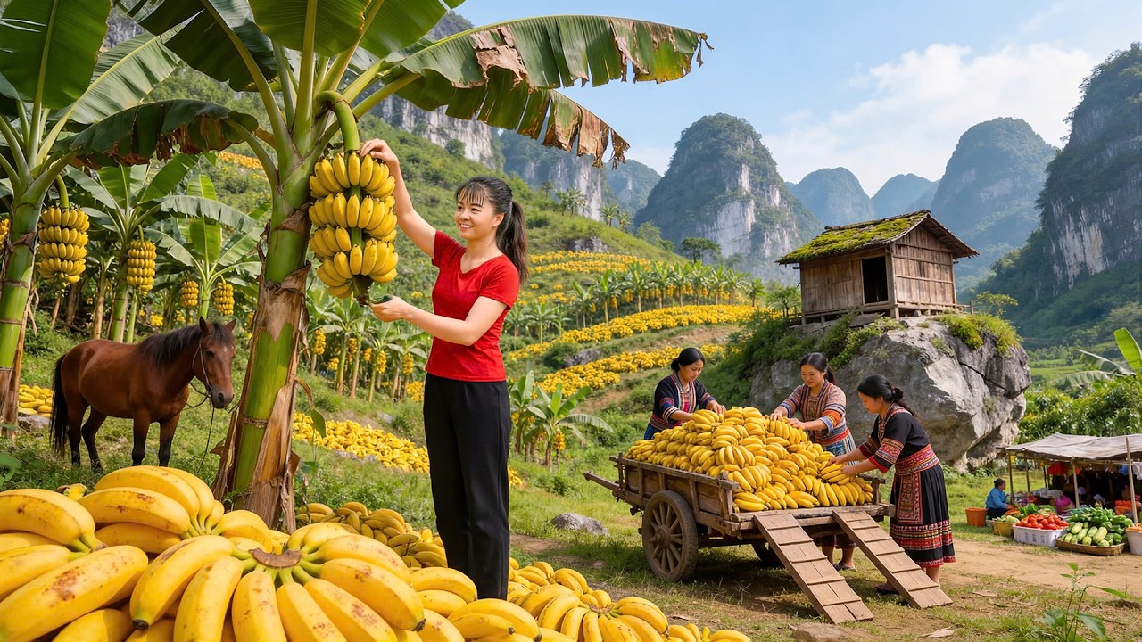 Gran cosecha de 1000 bananas 🚜 | Vehículo de tres ruedas rumbo al mercado rural