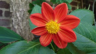 🌸 Beautiful dahlia in our exotic tropical garden 🌴 by UNIQUE LIFE DESIGN 73 views 2 months ago 2 minutes, 5 seconds