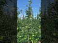 Яблоневый сад на подвое м9