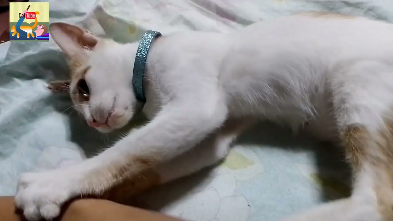 CAT BITES - PLAYTIME with PETS
