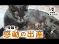 【閲覧注意】雨の中助けを求めてきた猫の出産~後編~ ฅ^•ω•^ฅ