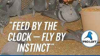 What Makes Champion Racing Pigeons So Fast? Resimi