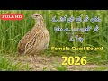 Madi Batair Ki Kirk Female Quail Sound 2026 Madi Batair Ki Natural Awaz 2026 Batair Ki Awaz Bater