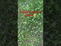 Собираю грибы на работе 😁