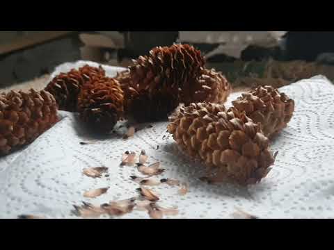 Video: How To Draw Spruce Seeds
