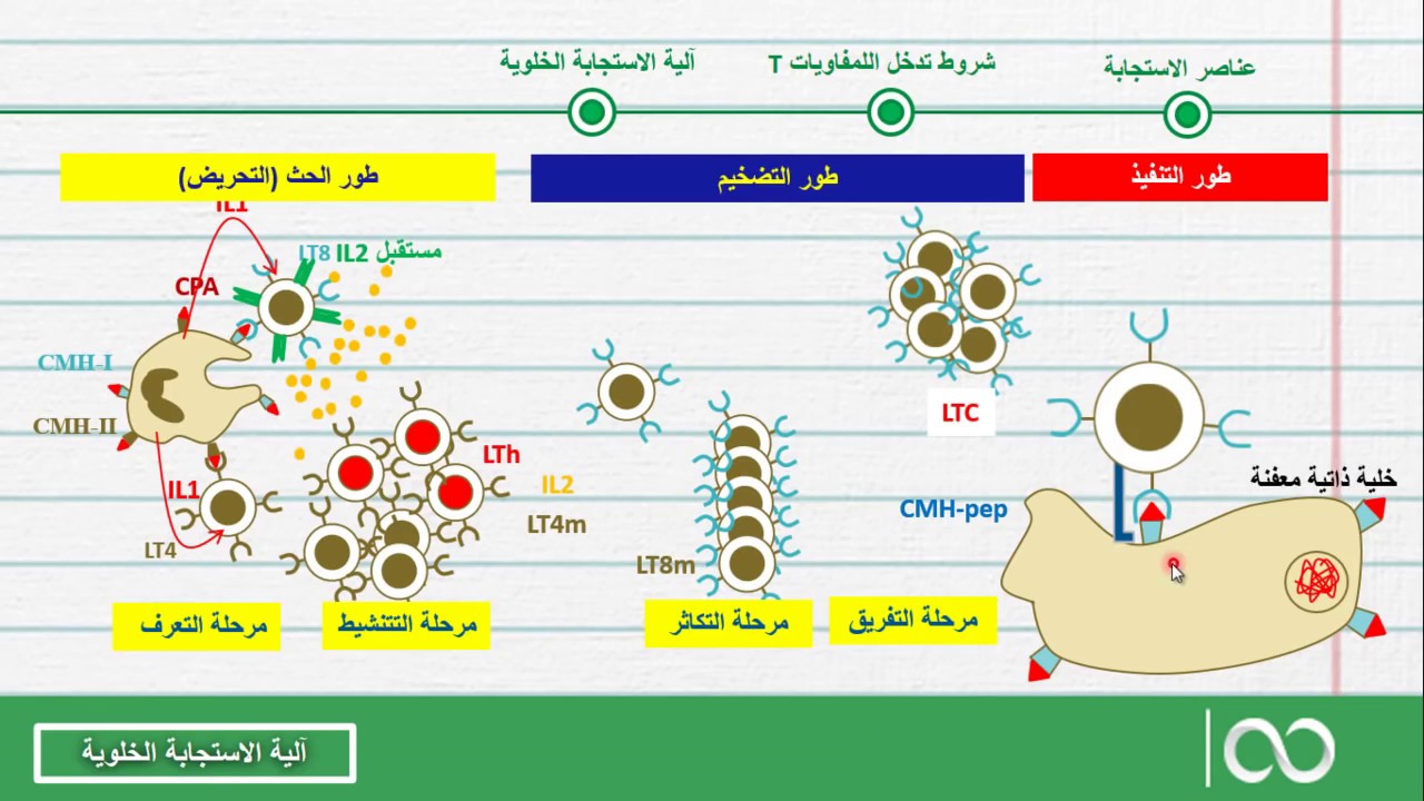ثانية بكالوريا  | 12- آلية الاستجابة المناعتية الخلوية