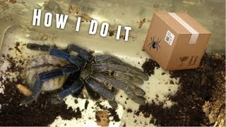 Packing a Cobalt Blue Tarantula for Shipping !!!