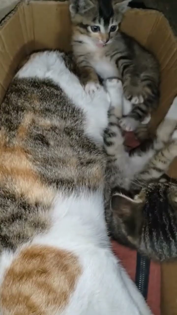 Bébé chaton très mignon