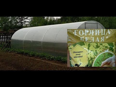 Томаты и сидераты.