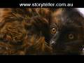Part 8 Madagascar Island Ark | Storyteller Media
