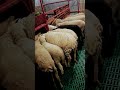 Best breeds in srinagar🐑🐏#sheep #sheepbreeding #sheepfarming #sheep365 .. Please subscribe