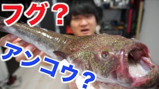 毒？フグ？アンコウ？謎の魚をさばいて食べるゾ！！【ミシマオコゼ】