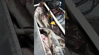 42 ling cod in 2 hours! Crazy fishing with Garibaldi charters