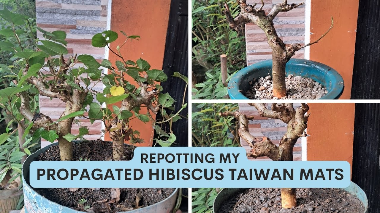 Hibiscus Taiwan Mats Update + Repotting [w/ English Subtitles]