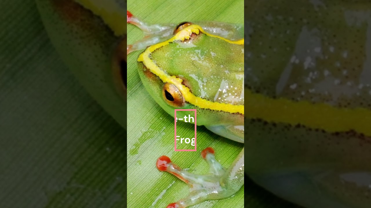 Top 10 Transparent Species in the World