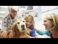 Vacuna para Perros Correctamente 2020