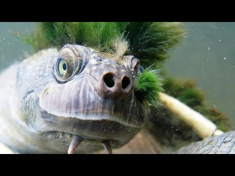 Genital-breathing ‘punk turtle’ joins endangered species list