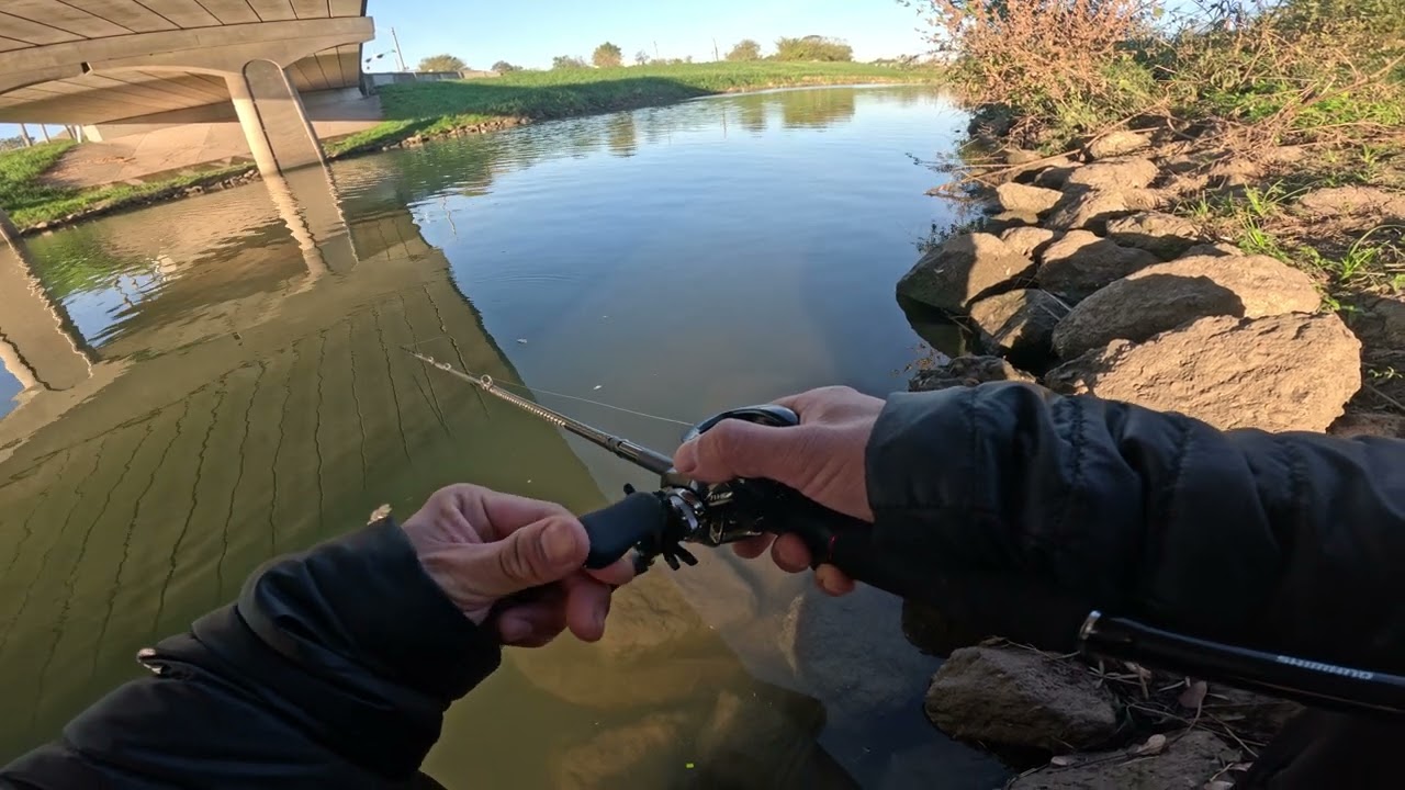 Bass Fishing Live Streaming Highlight in USA River Largemouth Gar Shimano Metanium DC Bait Megabass