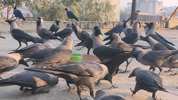 "When You Drop Food And The Crows Get The Notification 📱🐦"