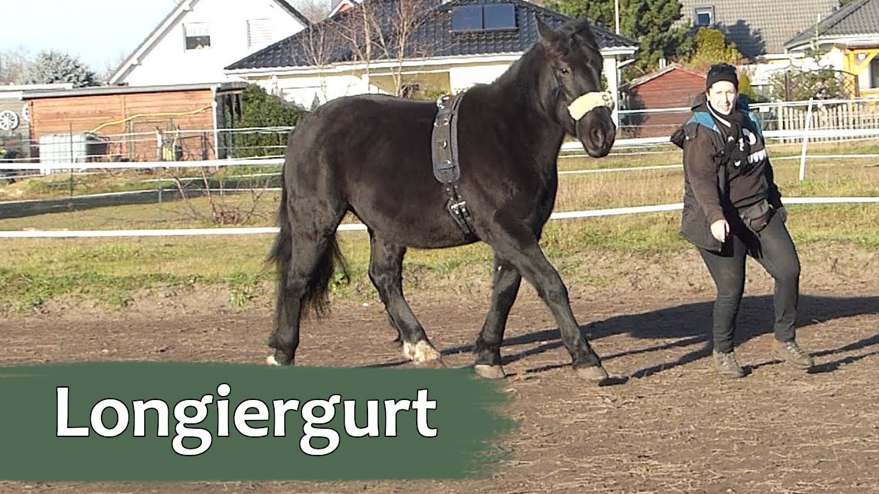 1. Mal Longiergurt auflegen | Lokis Ausbildung #20 | KaMe Horsediary