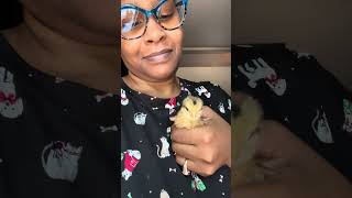 Part 5…Raising chickens 🐓 and giving the eggs 🥚 away…. It’s bonding time
