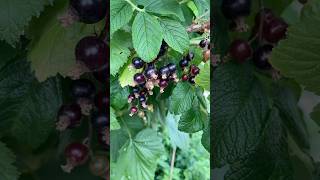 Blackcurrants 👍 #9188.