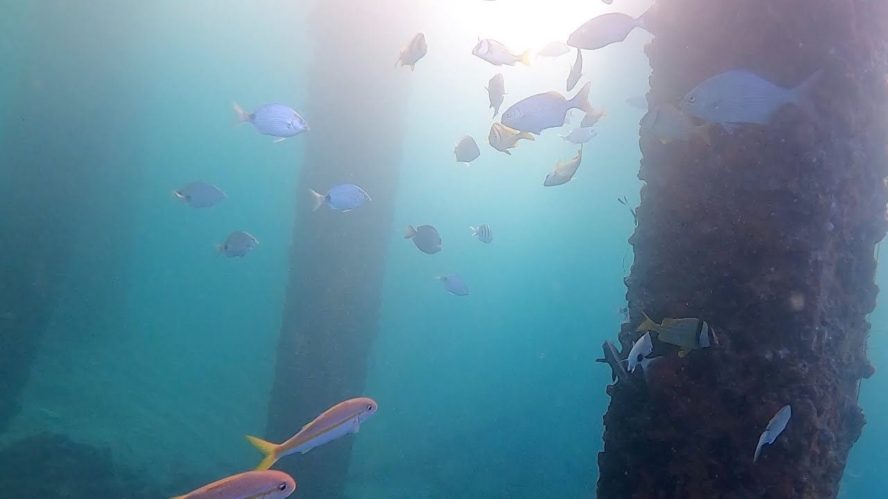 Underwater view at Pompano Beach Pier Florida YouTube