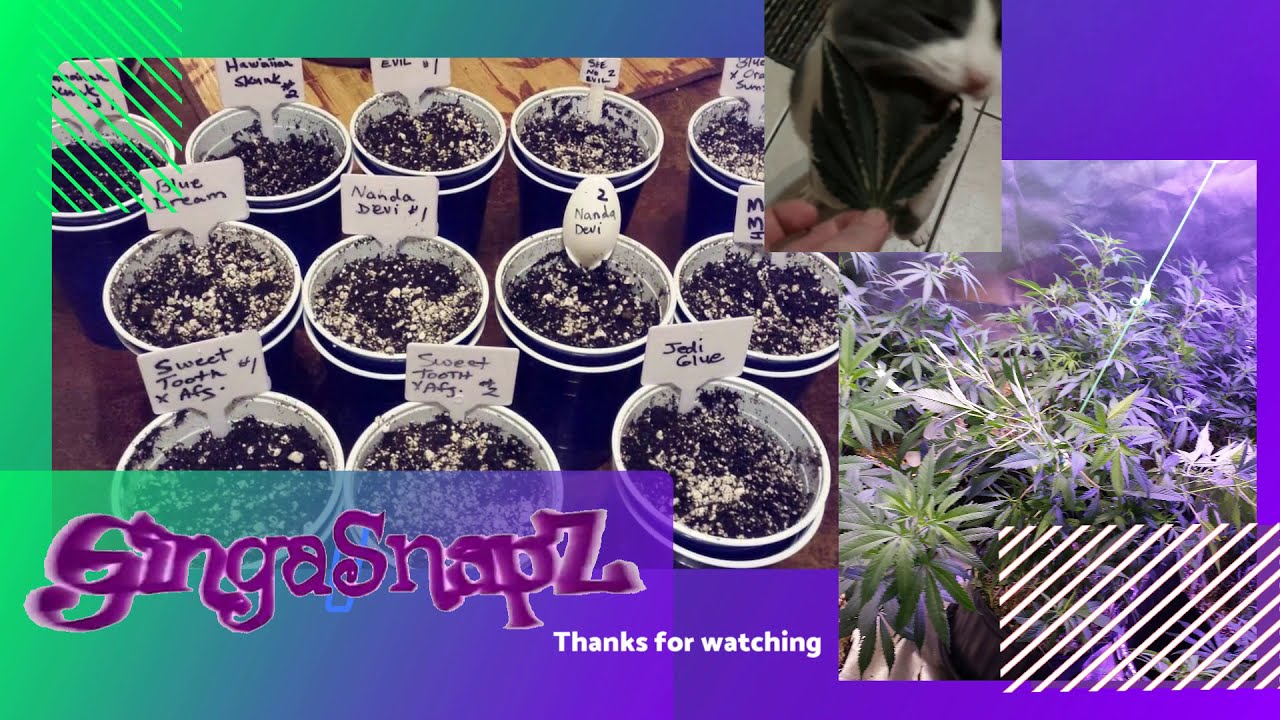 GingaSnapZ  New Outro. Whatcha all think. Created by Joe Black