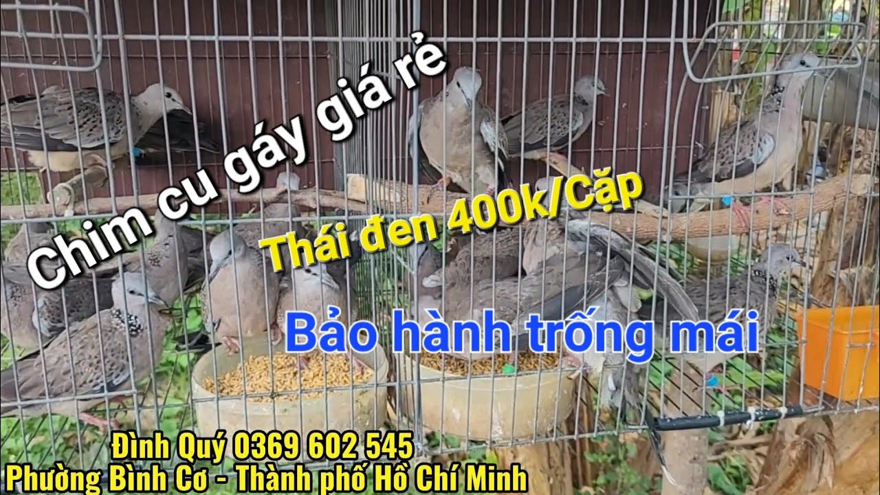 Clip 2044. (1/3) Chim cu gáy giá rẻ. Mời ae bảo tồn #chimcugay #birds #giare #terkuku #cucu 