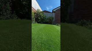 What happens when you dont renovate your lawn 🌱 #lawn #lawncare