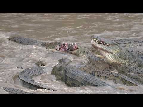 Video: Mara River in Afrika und eine großartige Show der Tiermigration