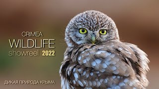 Дикая природа Крыма. Лучшее за 2022 г.